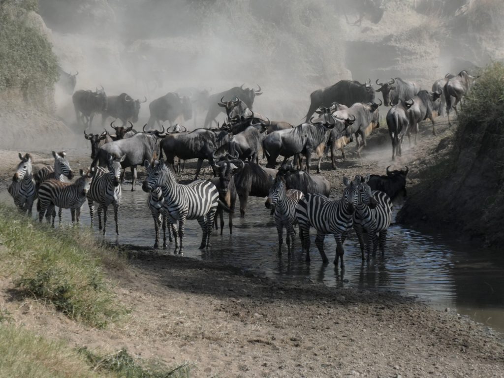 At the waterhole Serengeti
