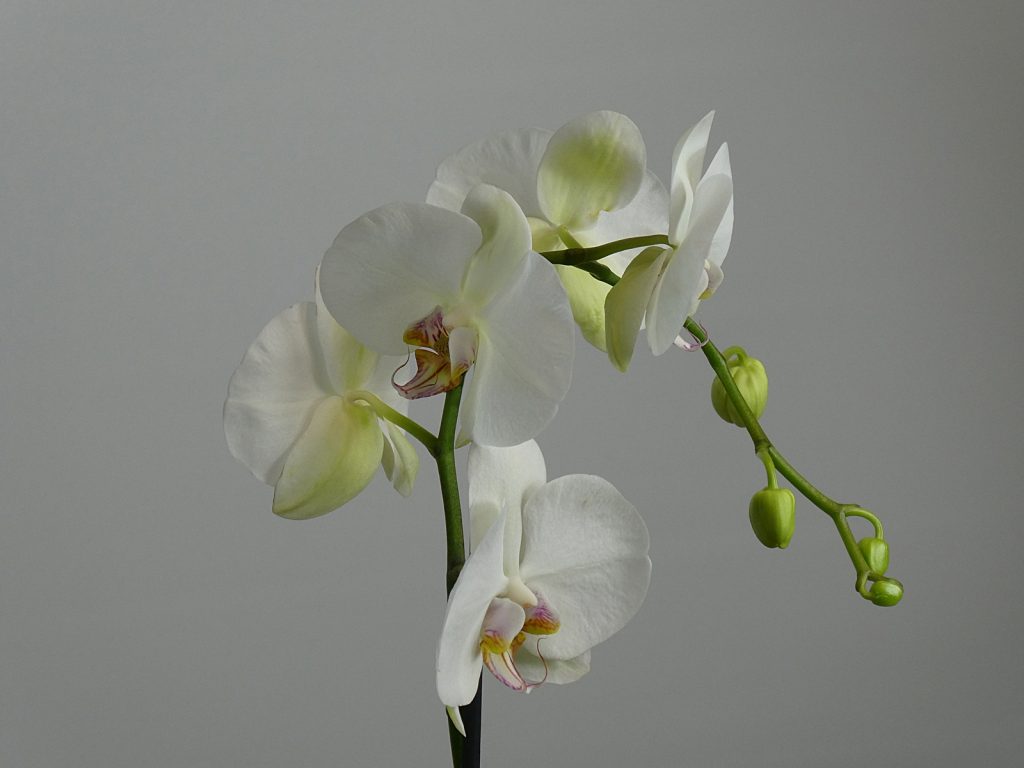Orchid Phalaenopsis Aphrodite