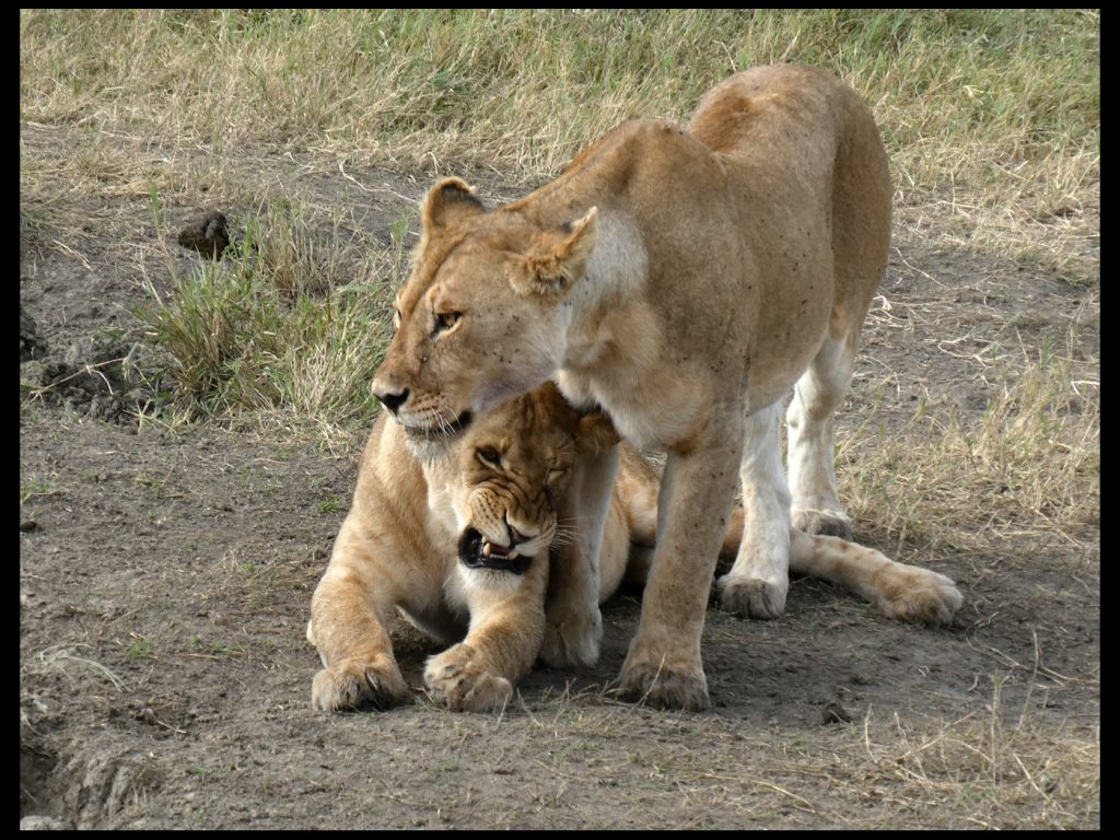 Judy Lion Cubs at PLay