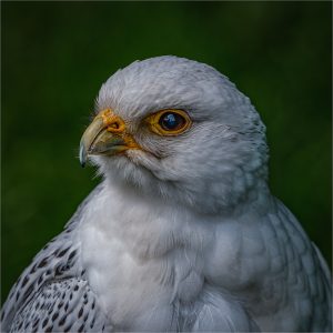 Gyrfalcon - Gary Allan