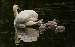 Pen and her Cygnets - Pat Belson