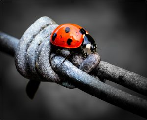 Ladybird - Pat Belson