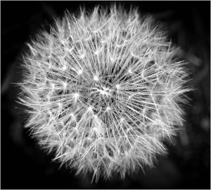 Taraxacum officinale or Dandelion clock - Pat Belson
